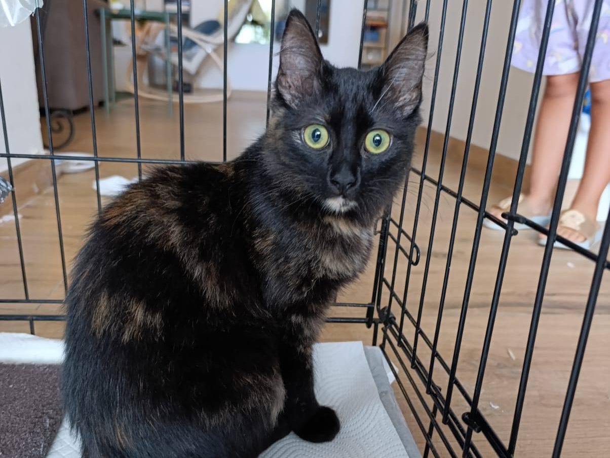Adozione gatto, femmina, Razza sconosciuta Razza sconosciuta, 6 mesi, taglia non valida, Bolzano