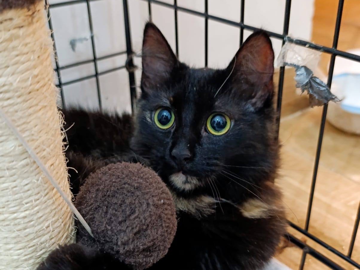 Adotta un gatto, femmina, 6 mesi, Bolzano