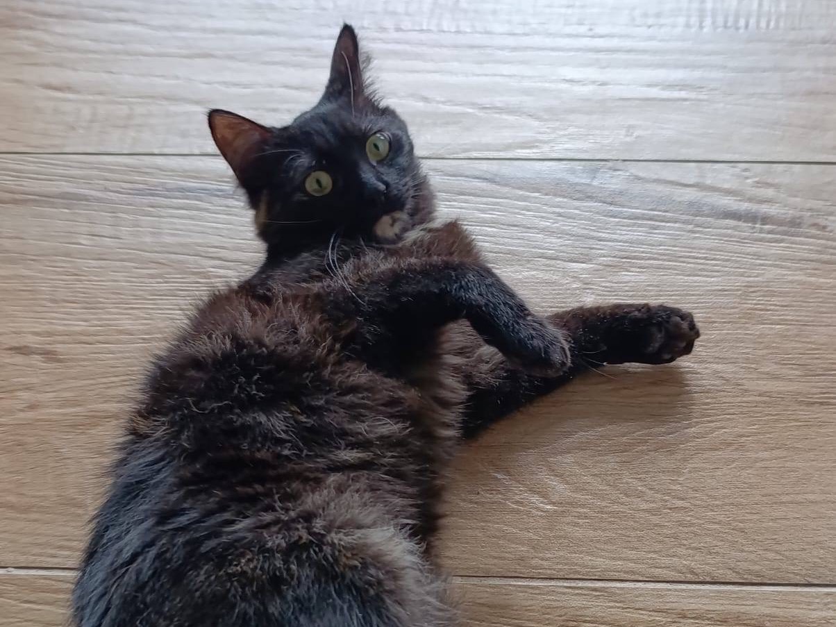 Adotta un gatto, taglia non valida, femmina, Bolzano