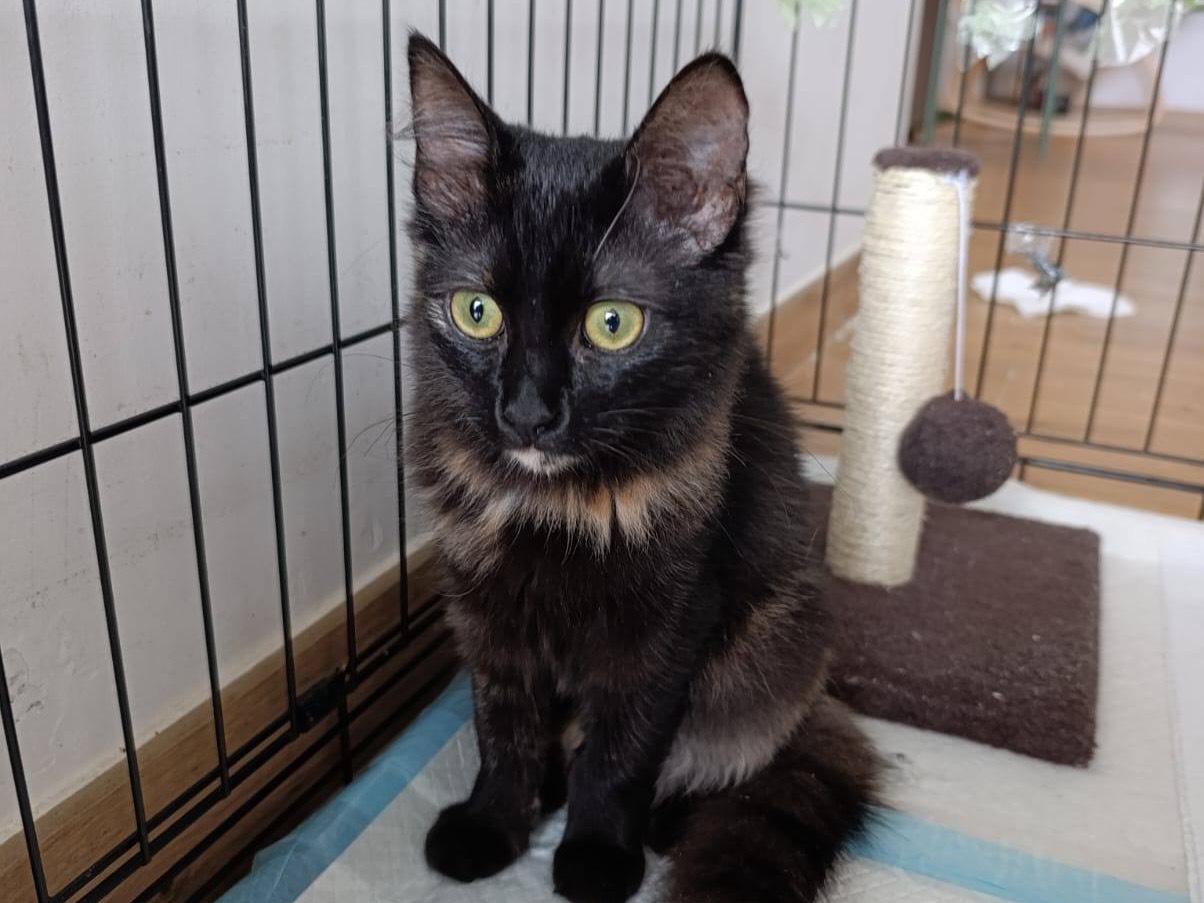 Vuoi adottare un gatto a Bolzano?