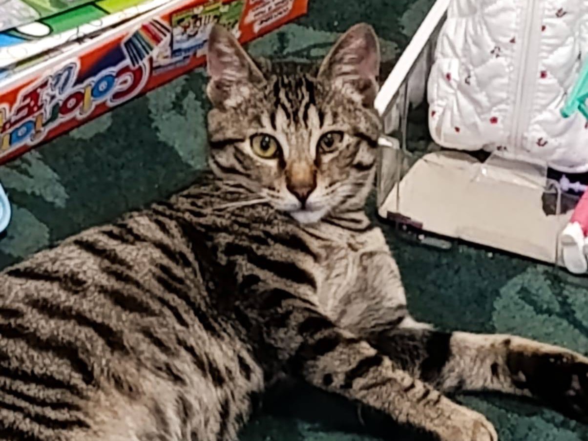 Adozione gatto, maschio, Razza sconosciuta Razza sconosciuta, 6 mesi, taglia non valida, Bologna
