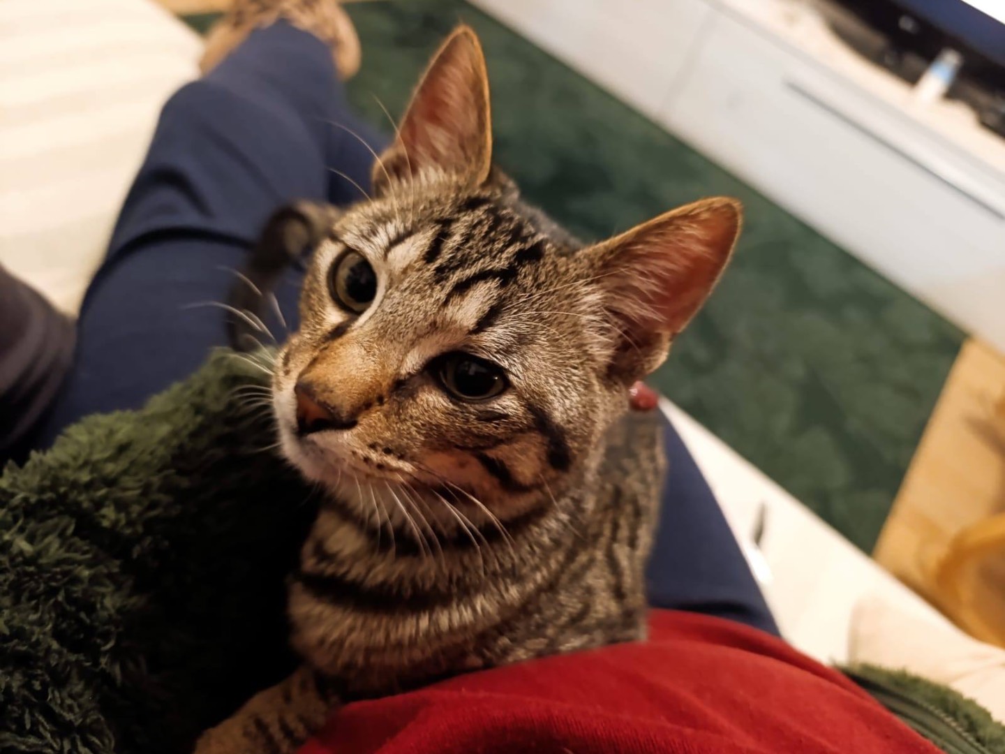 Adotta un gatto, maschio, 6 mesi, Bologna