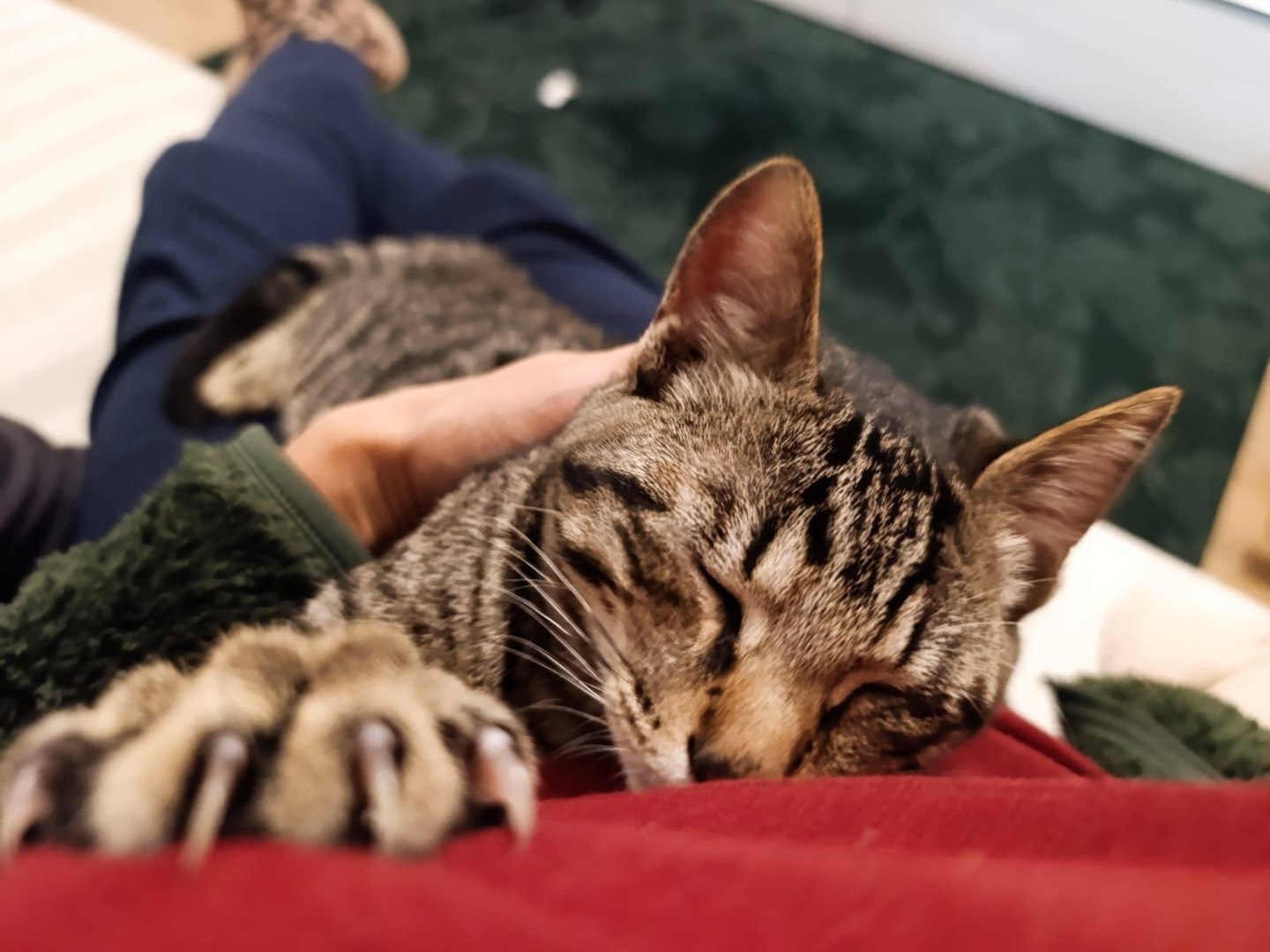 Adotta un gatto, taglia non valida, maschio, Bologna