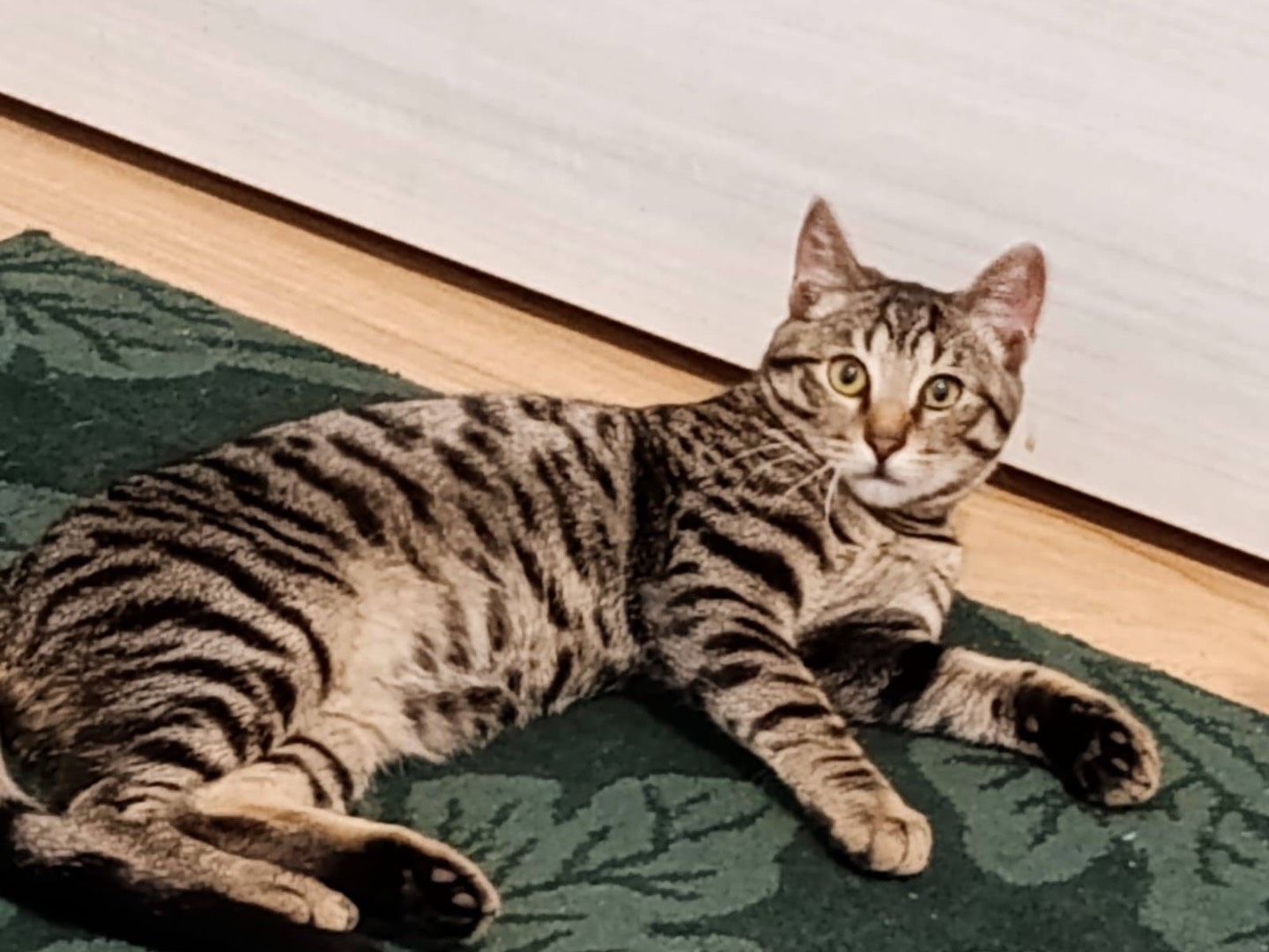 Vuoi adottare un gatto a Bologna?
