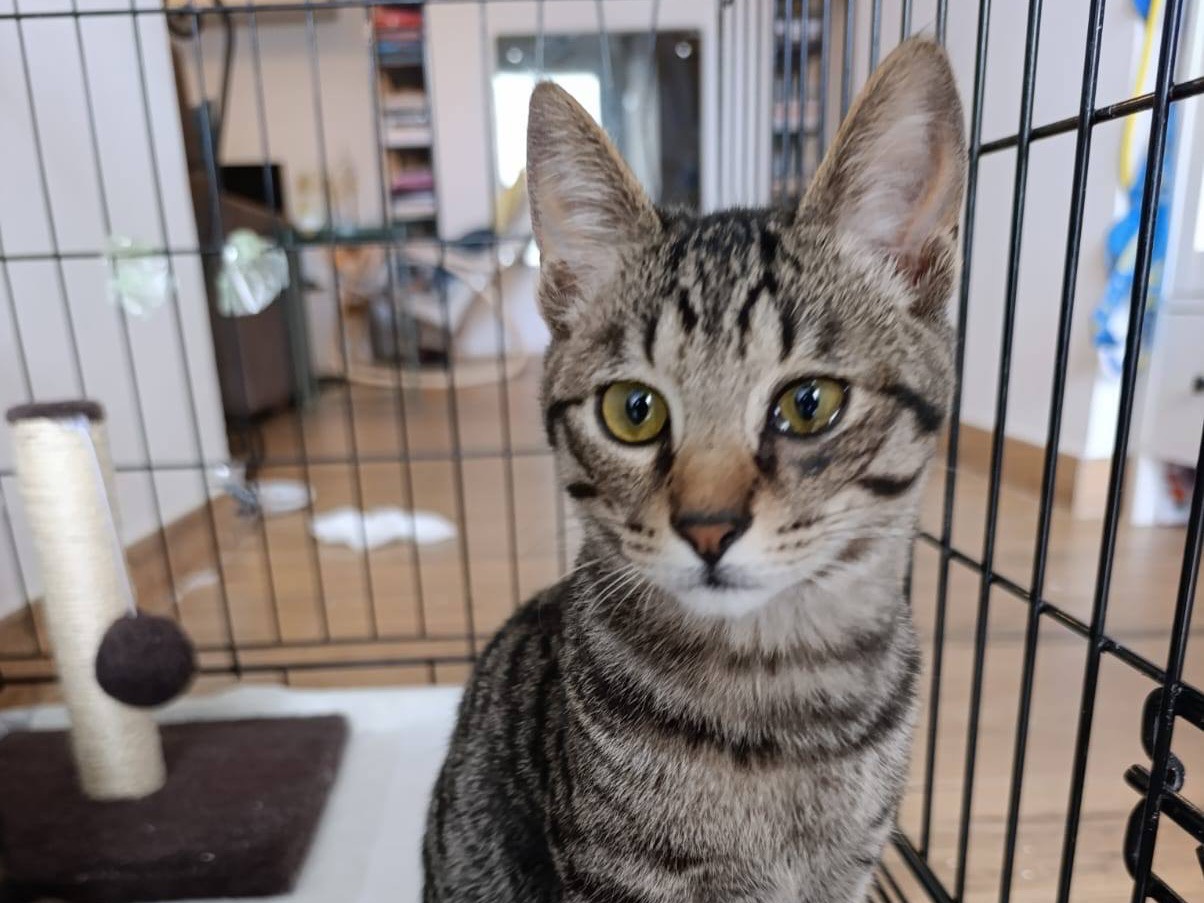 Adotta il gatto Blanco a Bologna