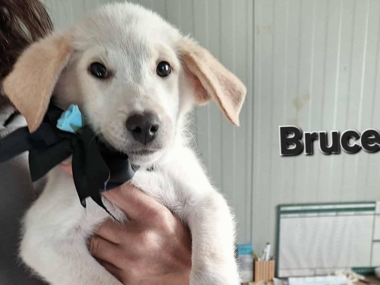 Adozione cane, maschio, Razza sconosciuta Beagle , 3 mesi, taglia media, Milano