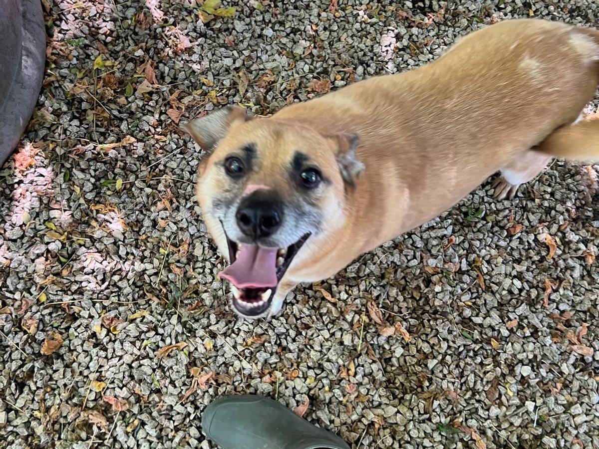 Adozione cane, maschio, Razza sconosciuta Razza sconosciuta, 7 anni, taglia media contenuta, Latina