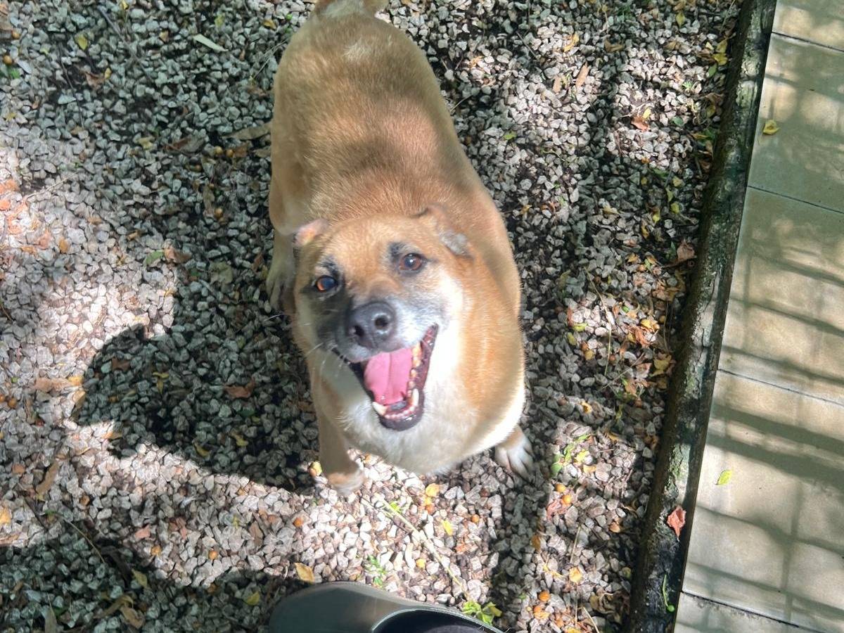 Adotta un cane, maschio, 7 anni, Latina