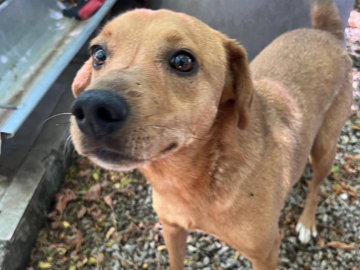 Adozione cane, maschio, Razza sconosciuta Razza sconosciuta, 6 anni, taglia piccola, Latina