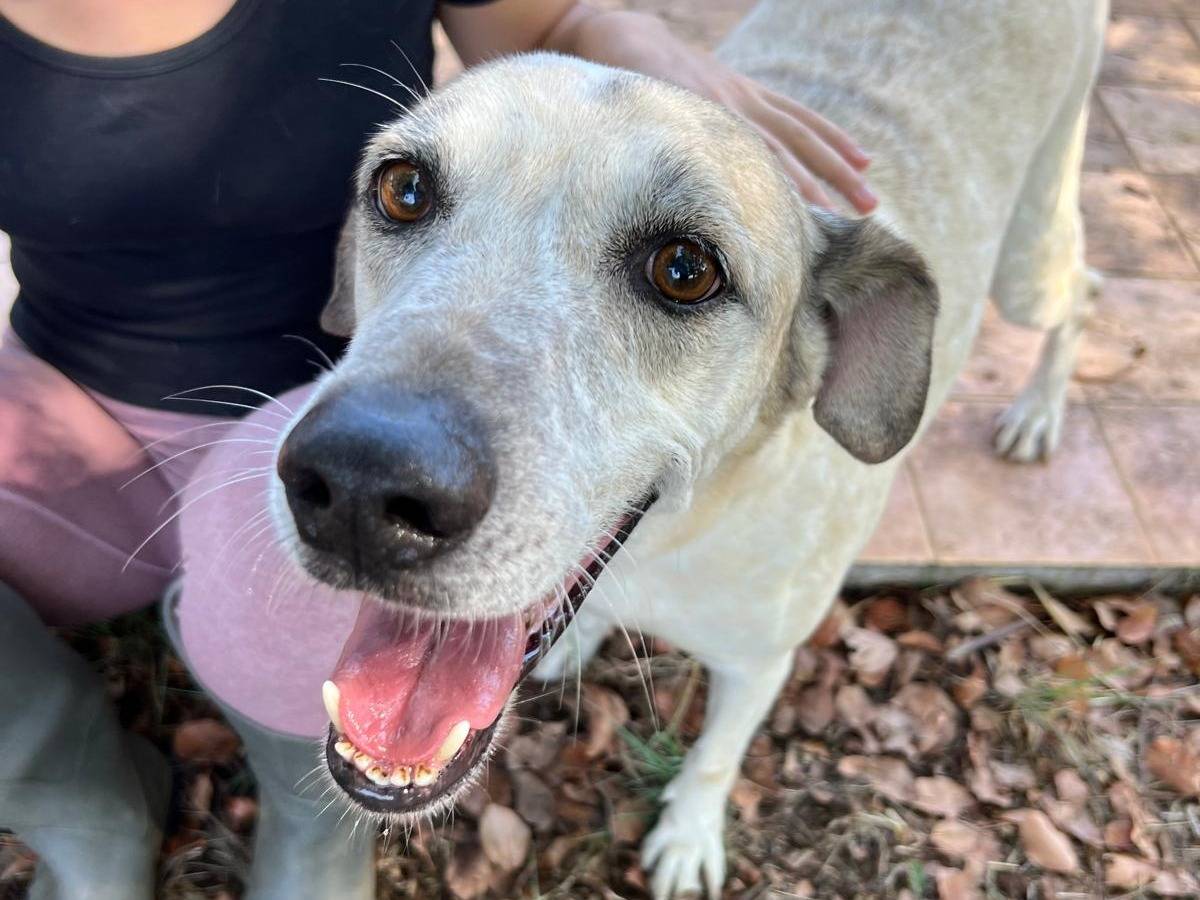 Adozione cane, maschio, Razza sconosciuta Razza sconosciuta, 8 anni e 4 mesi, taglia media, Latina