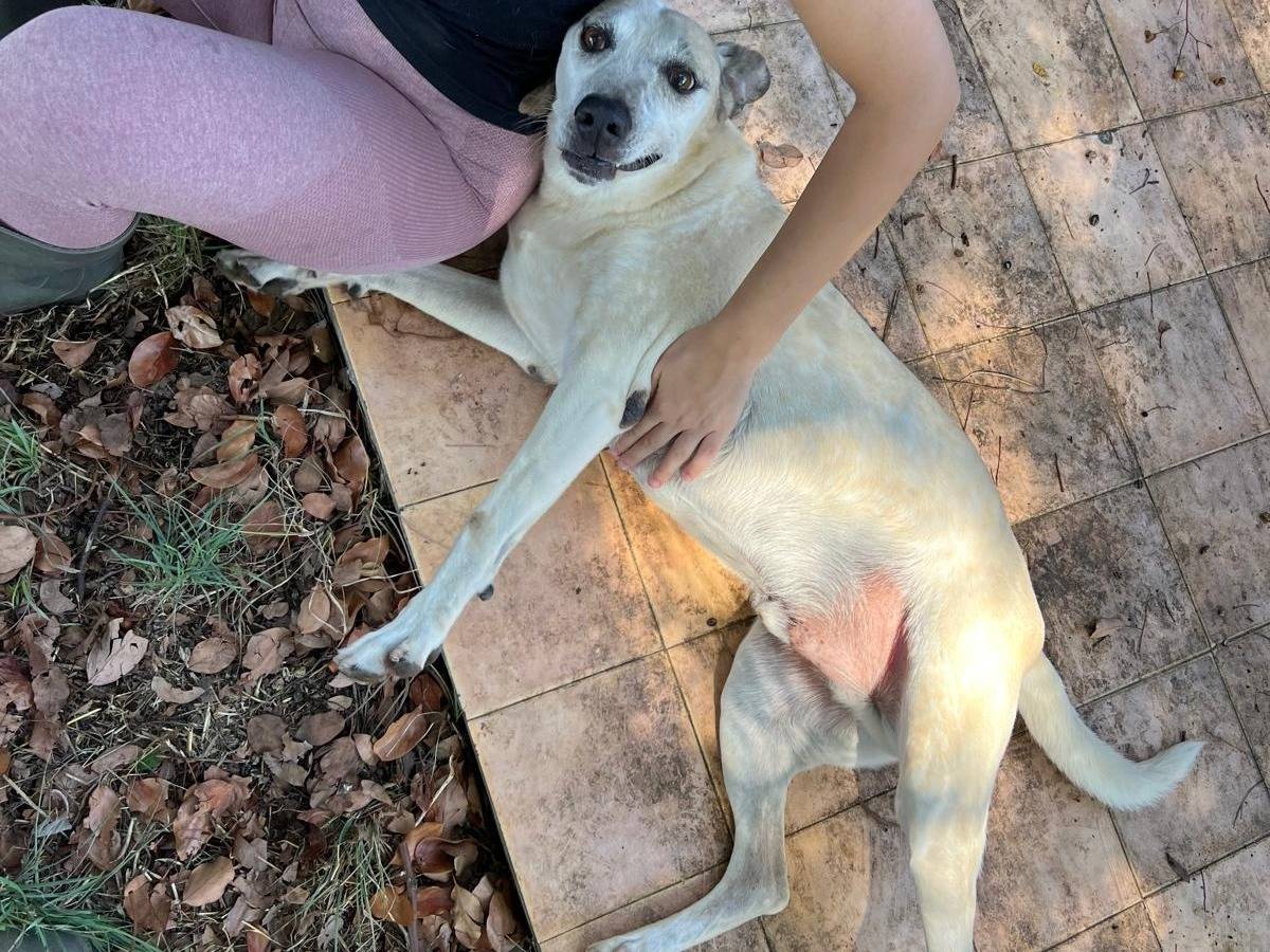 Adotta un cane, maschio, 8 anni e 4 mesi, Latina