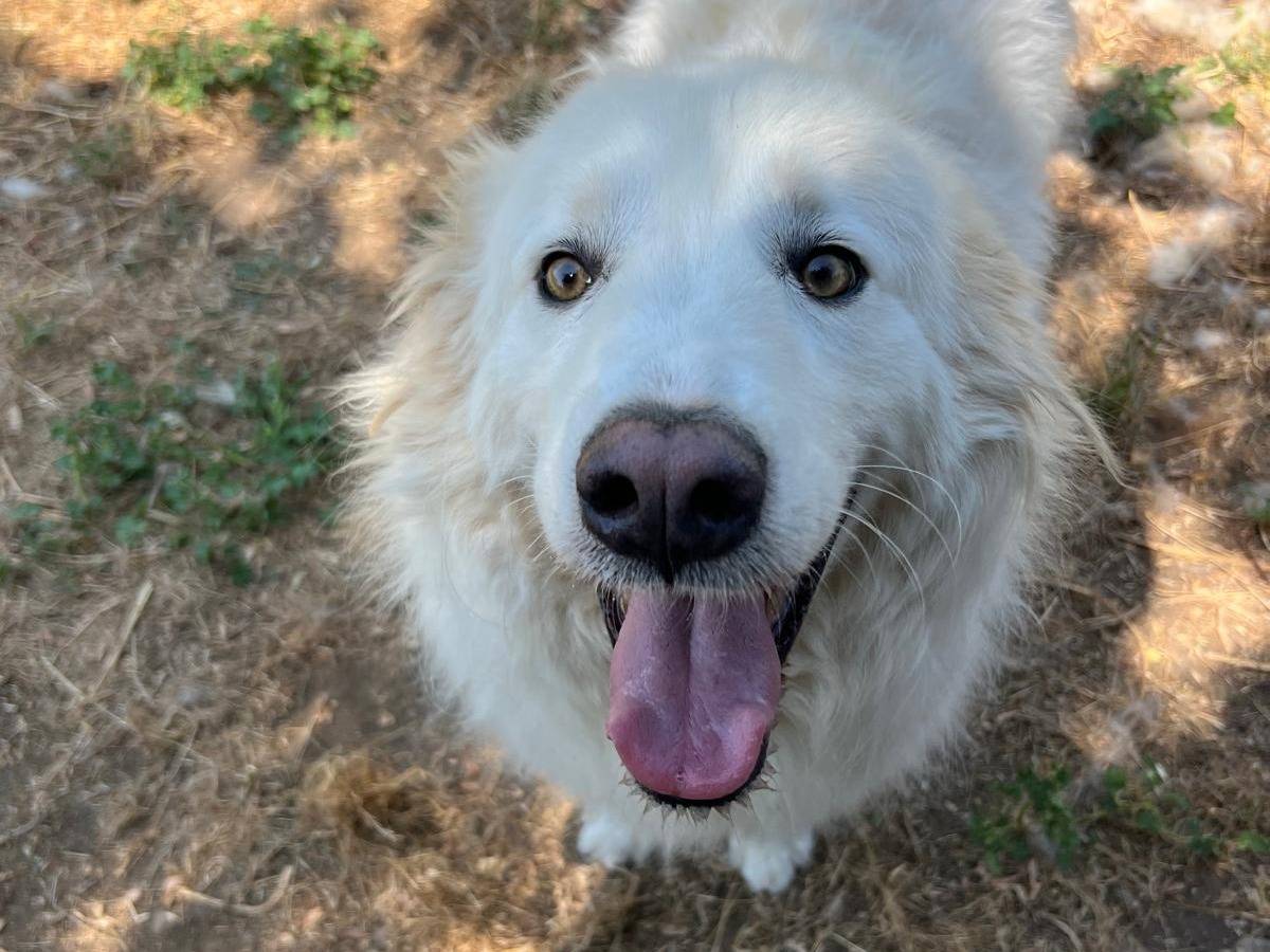 Adozione cane, maschio, Pastore maremmano Razza sconosciuta, 6 anni, taglia media, Latina