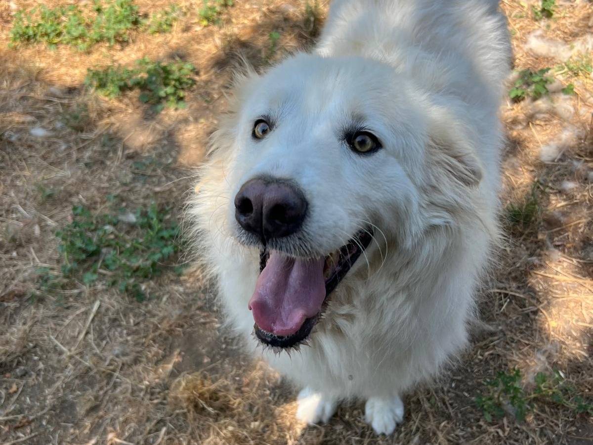 Adotta un cane, maschio, 6 anni, Latina