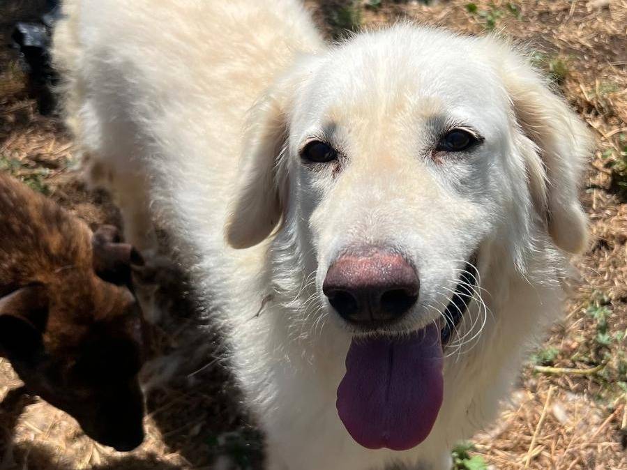 Adozione cane, femmina, Pastore maremmano Razza sconosciuta, 2 anni e 4 mesi, taglia media, Latina