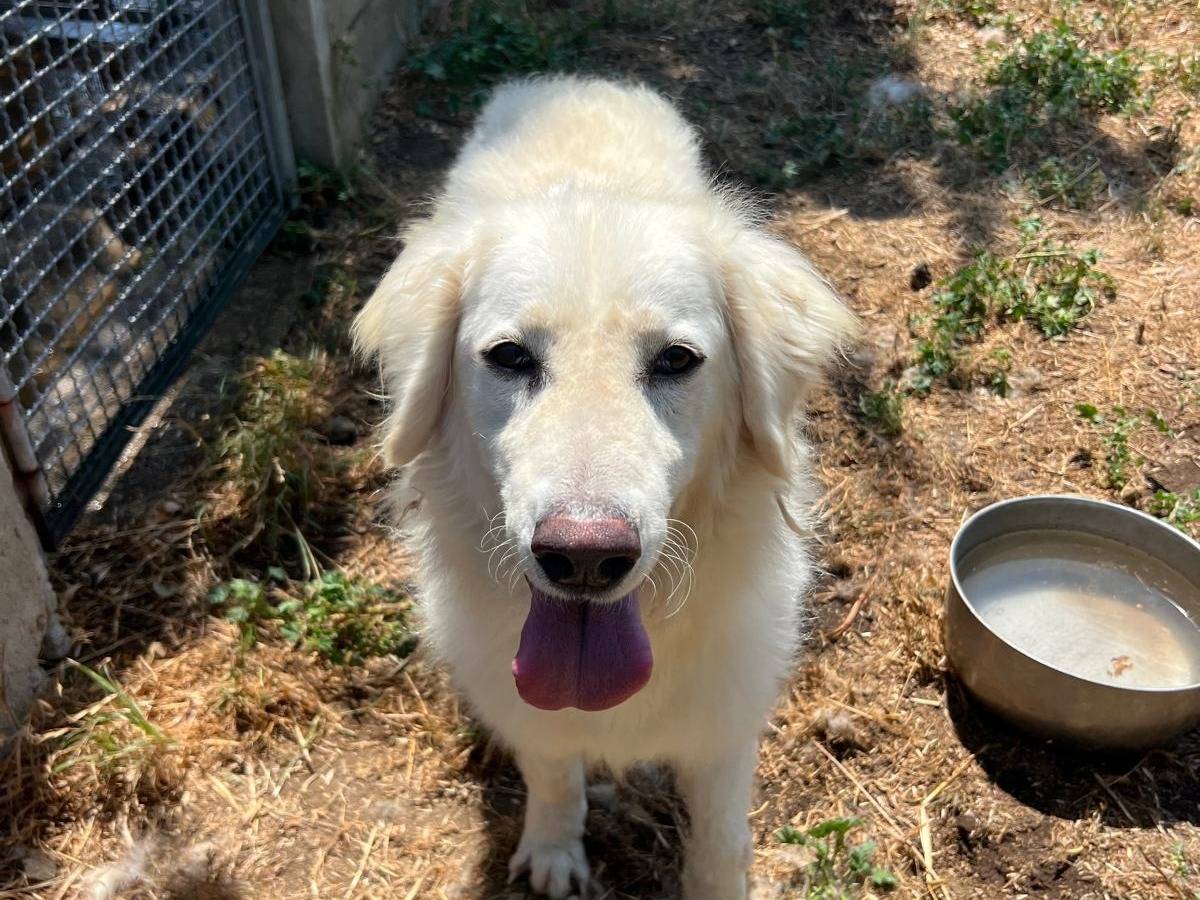 Adotta un cane, femmina, 2 anni e 4 mesi, Latina
