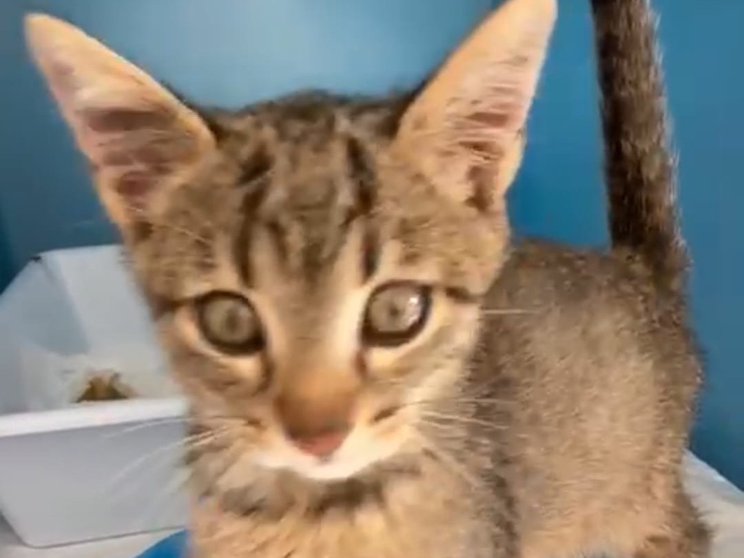 Adotta un gatto, maschio, 1 mesi, Modena