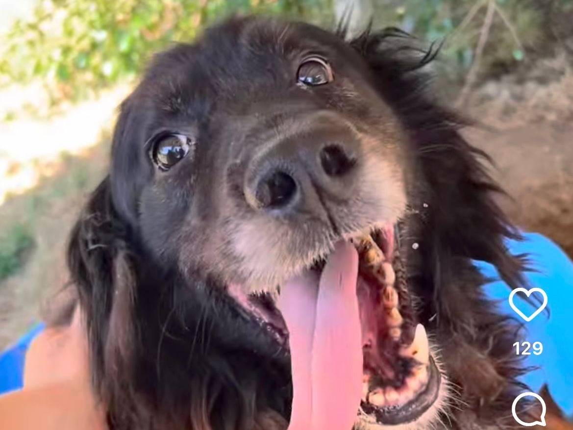 Adozione cane, maschio, Razza sconosciuta Razza sconosciuta, 8 anni e 8 mesi, taglia grande, Latina