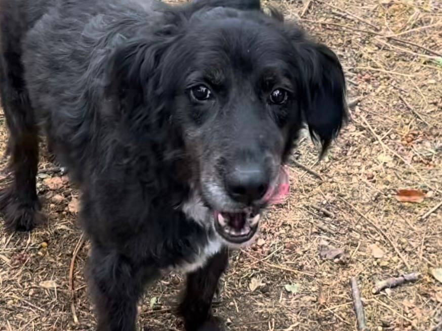 Adotta un cane, maschio, 8 anni e 8 mesi, Latina