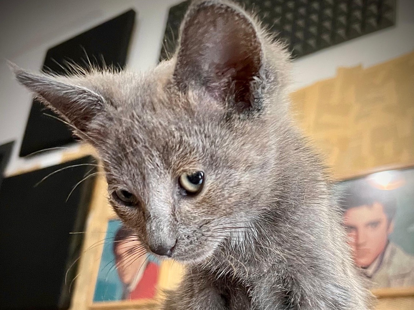 Adozione gatto, femmina, Certosino  Razza sconosciuta, 2 mesi, taglia non valida, Siracusa