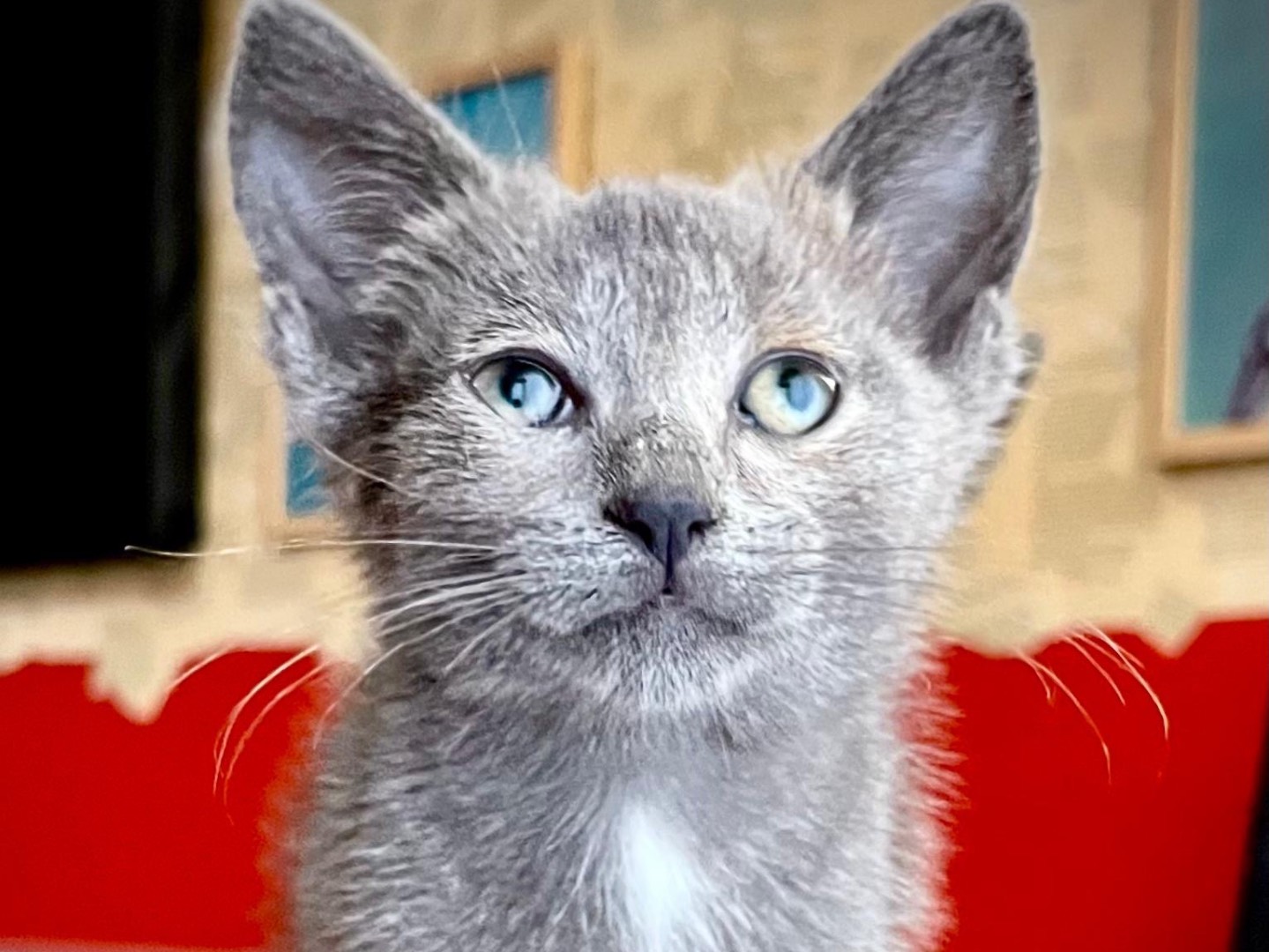Adotta un gatto, femmina, 2 mesi, Siracusa