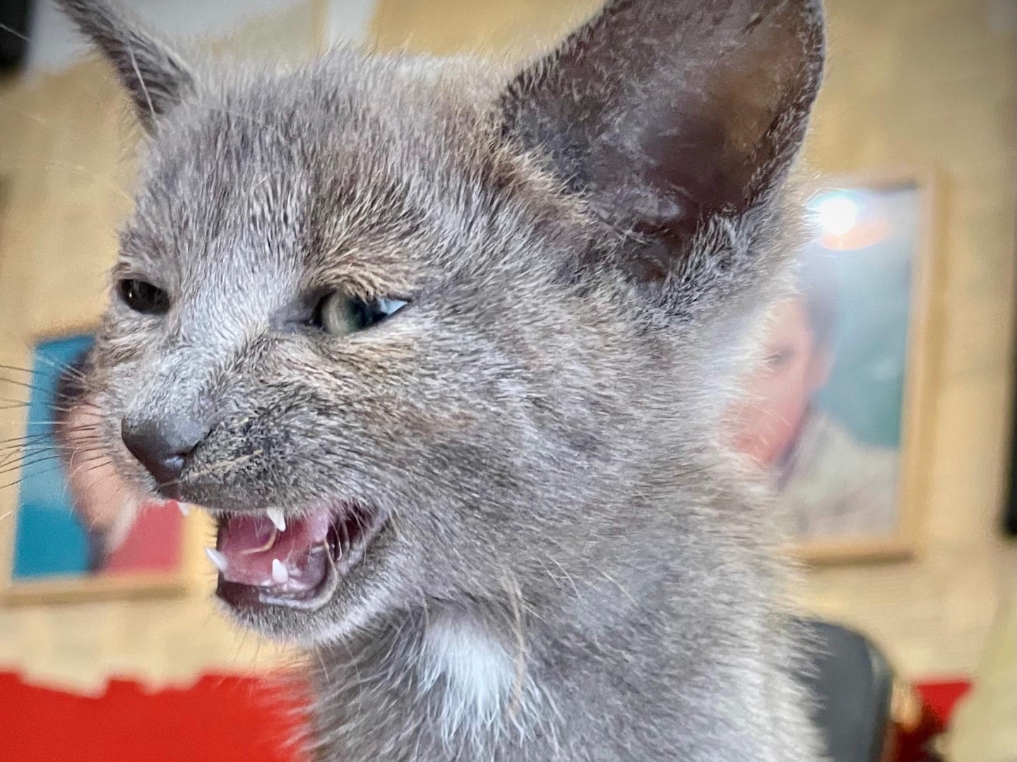 Adotta un gatto, taglia non valida, femmina, Siracusa