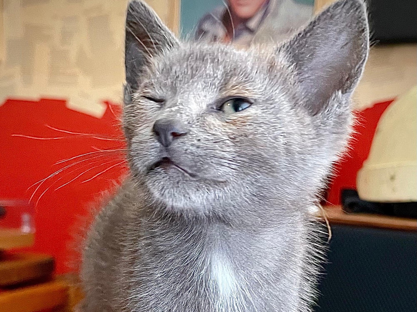 Vuoi adottare un gatto a Siracusa?