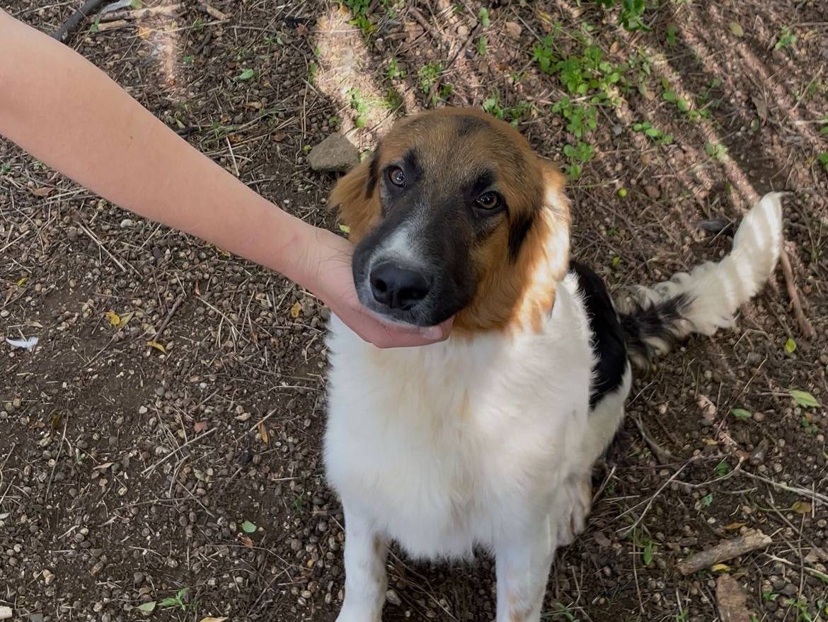Adozione cane, maschio, Razza sconosciuta Razza sconosciuta, 6 mesi, taglia media, Latina