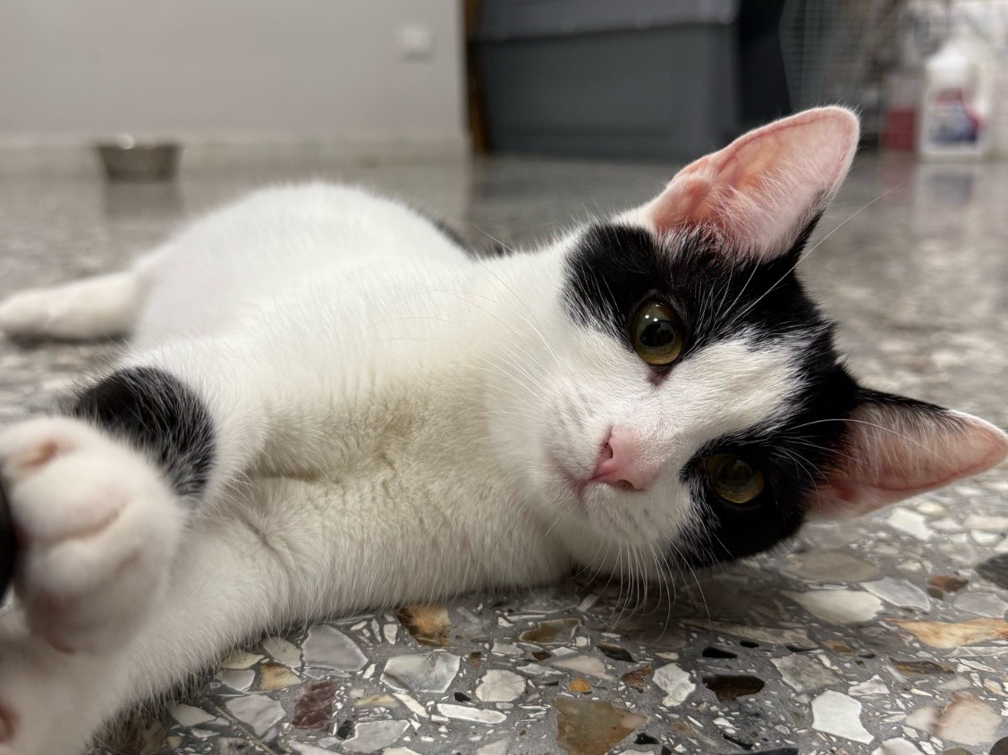 Adozione gatto, femmina, Razza sconosciuta Razza sconosciuta, 5 mesi, taglia non valida, Roma