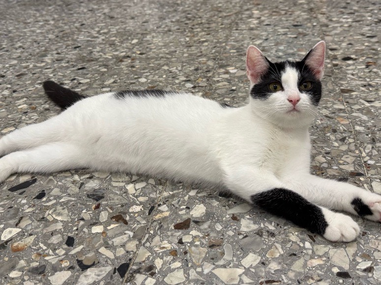 Adotta un gatto, femmina, 5 mesi, Roma