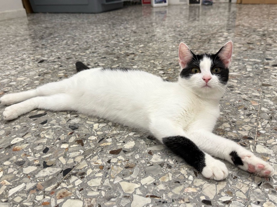 Adotta un gatto, taglia non valida, femmina, Roma