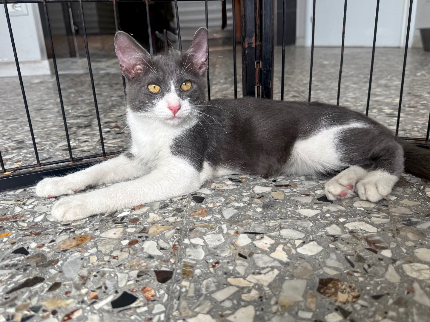 Adozione gatto, maschio, Razza sconosciuta Razza sconosciuta, 4 mesi, taglia non valida, Roma