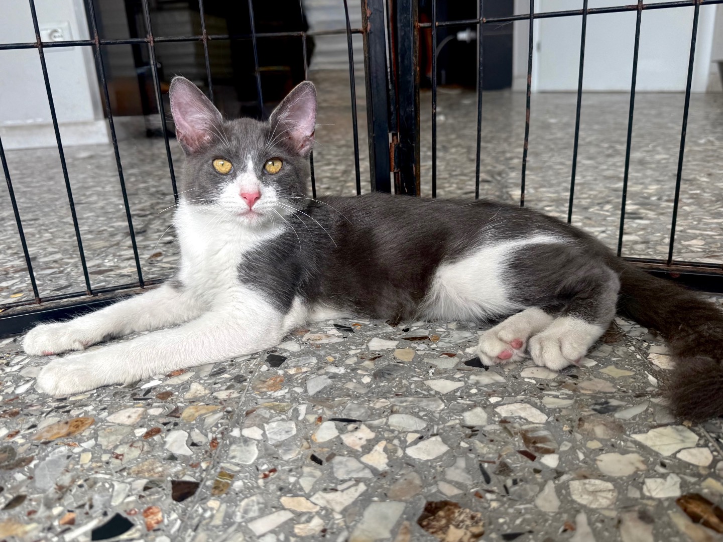 Adotta un gatto, maschio, 4 mesi, Roma