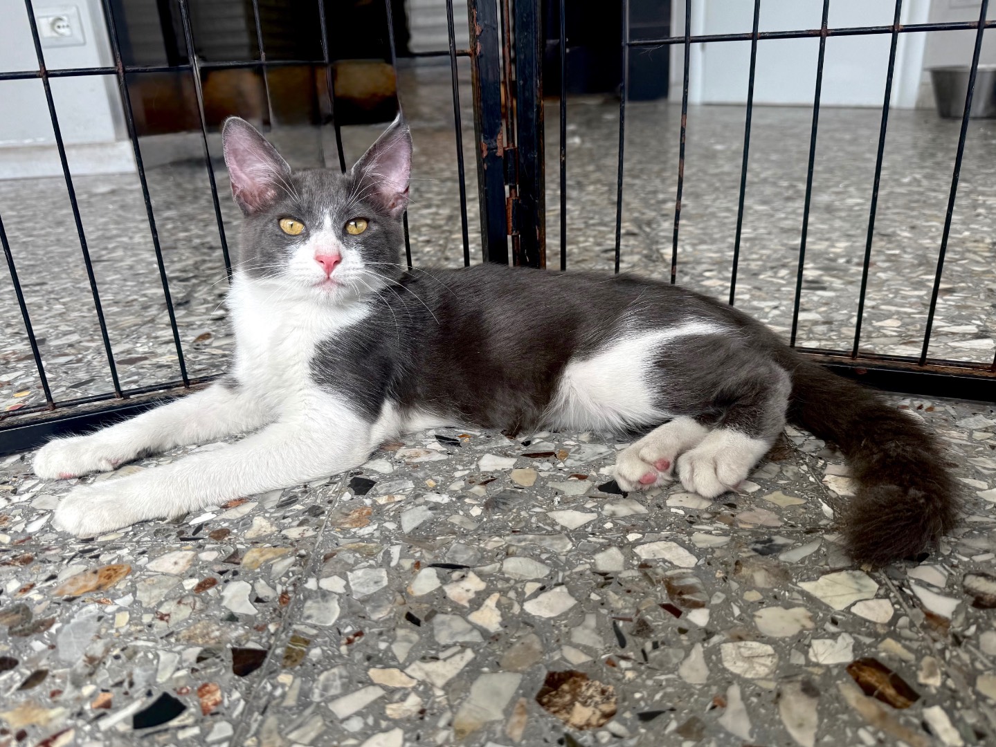 Adotta un gatto, taglia non valida, maschio, Roma