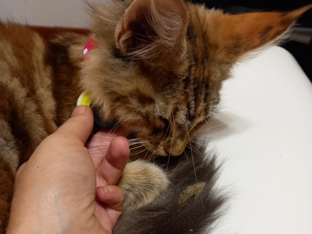 Adozione gatto, femmina, Maine Coon Razza sconosciuta, 2 mesi, taglia non valida, Siracusa