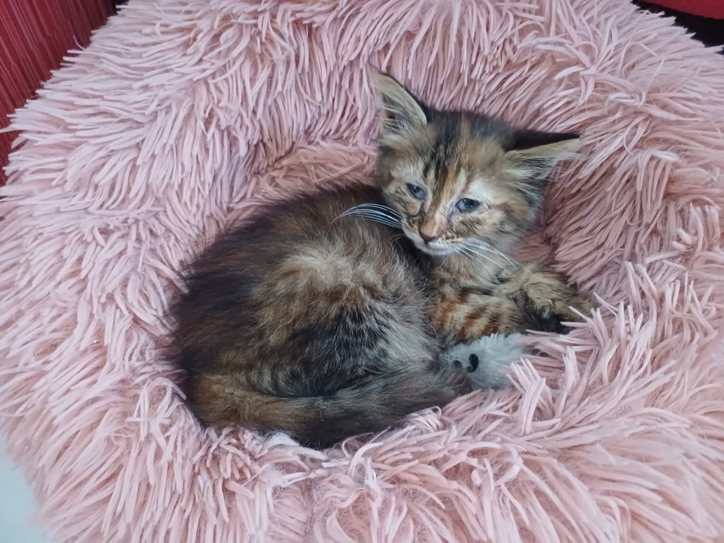 Adotta un gatto, femmina, 2 mesi, Siracusa