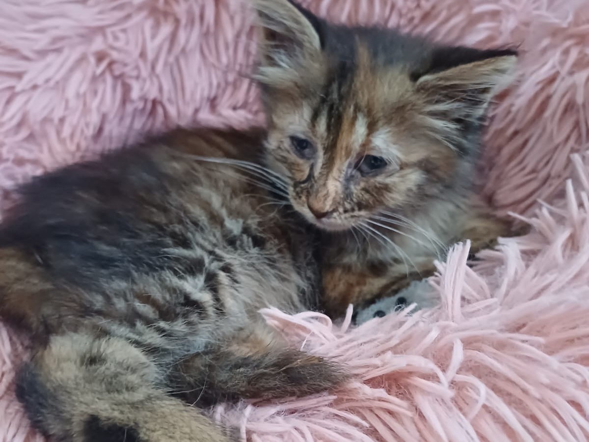 Adotta un gatto, taglia non valida, femmina, Siracusa