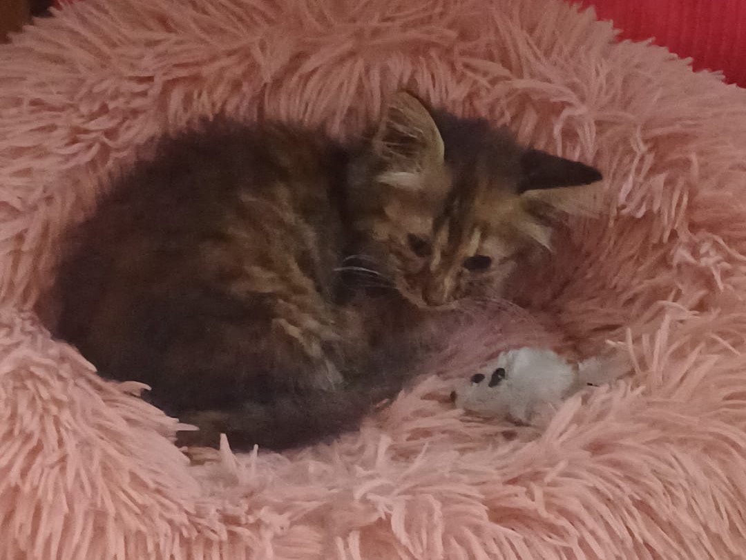 Vuoi adottare un gatto a Siracusa?