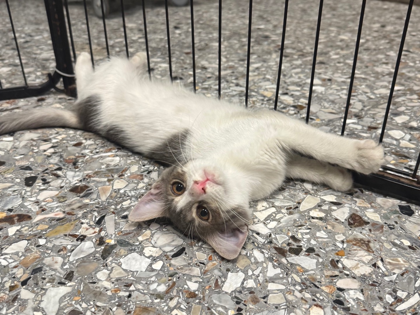 Vuoi adottare un gatto a Roma?