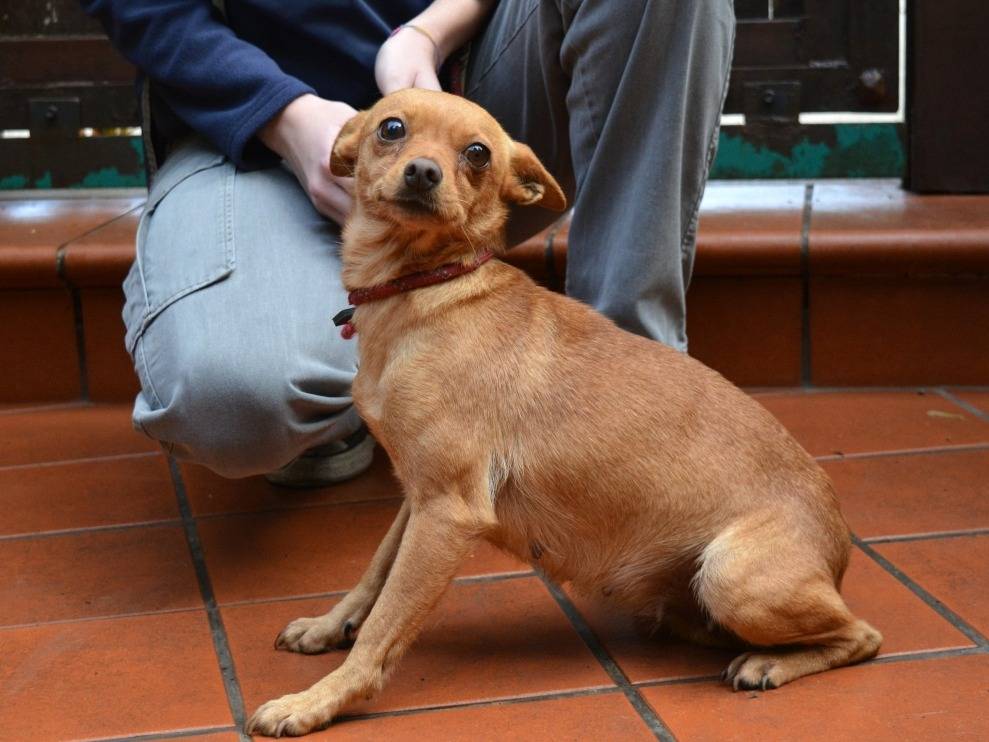 Adozione cane, femmina, Razza sconosciuta Razza sconosciuta, 2 anni e 1 mese, taglia piccola, Roma