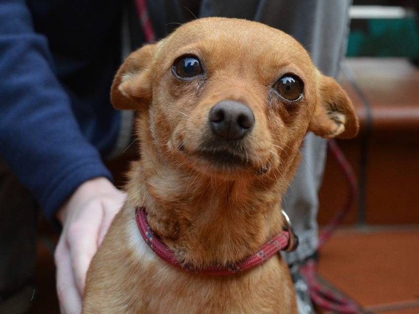 Adotta un cane, femmina, 2 anni e 1 mese, Roma