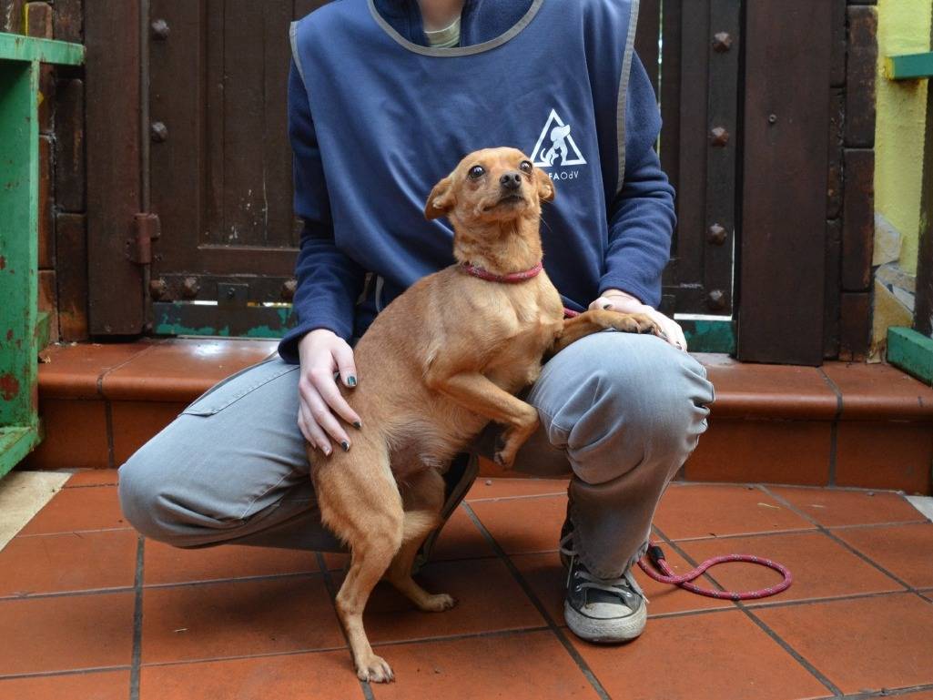 Adotta un cane, taglia piccola, femmina, Roma