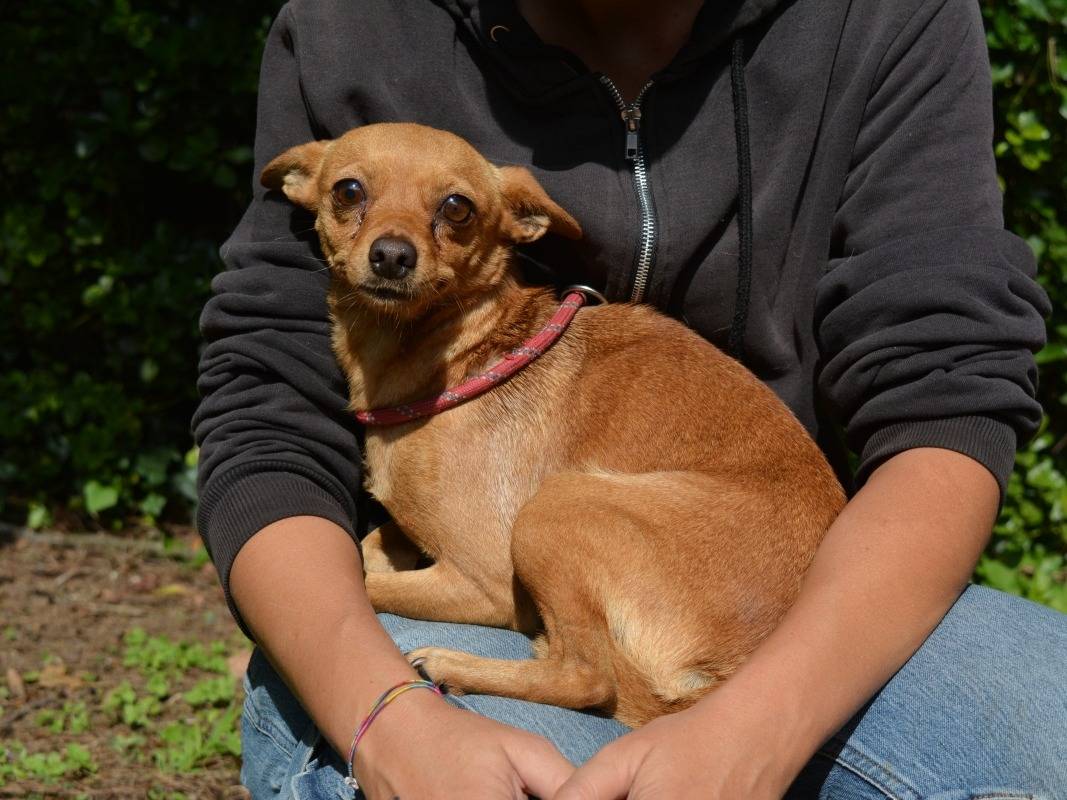 Vuoi adottare un cane a Roma?