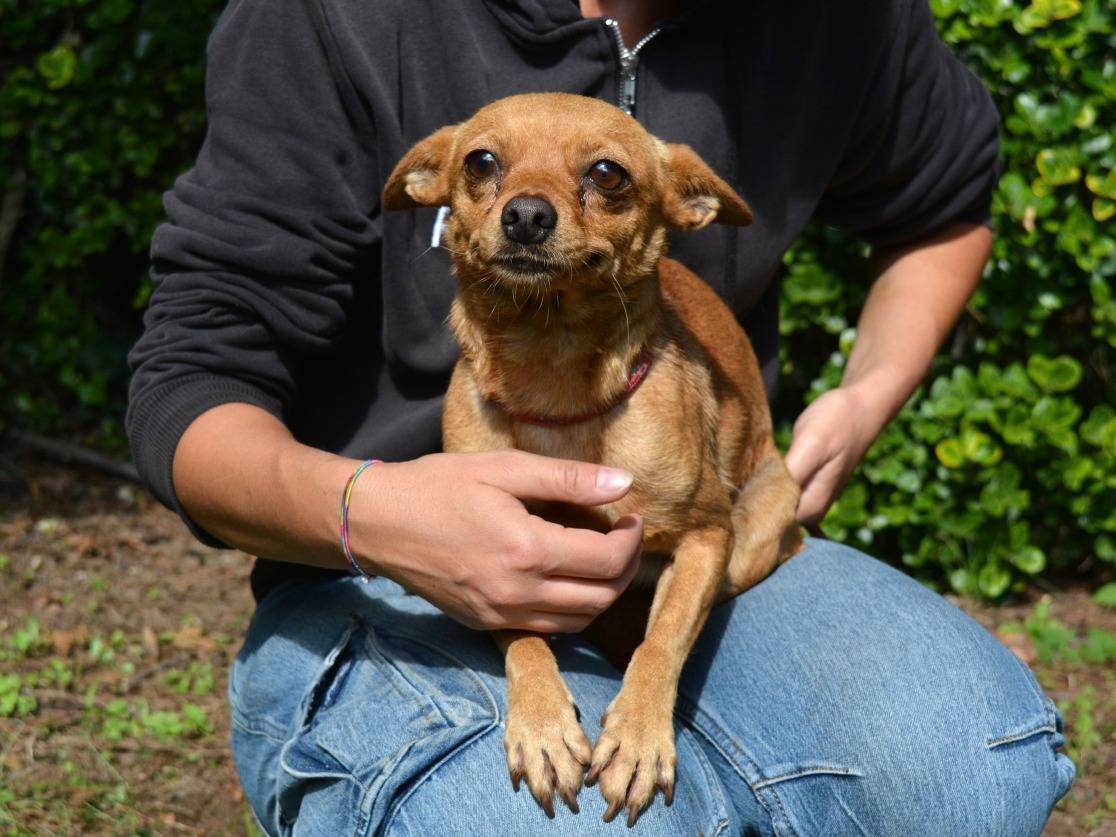 Adotta il cane Lyra a Roma