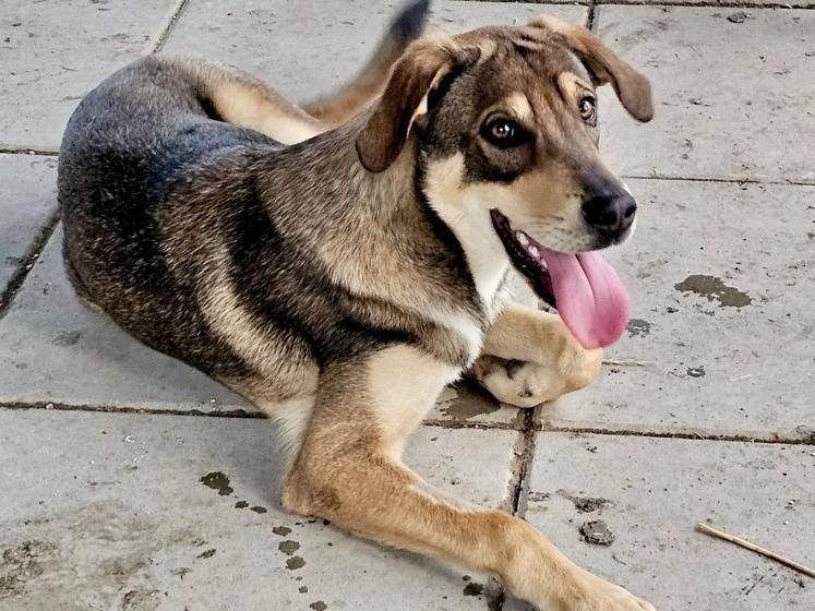 Adotta il cane Gastone a Chieti
