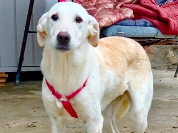 Adozione cane, femmina, Razza sconosciuta Razza sconosciuta, 7 mesi, taglia media, Chieti