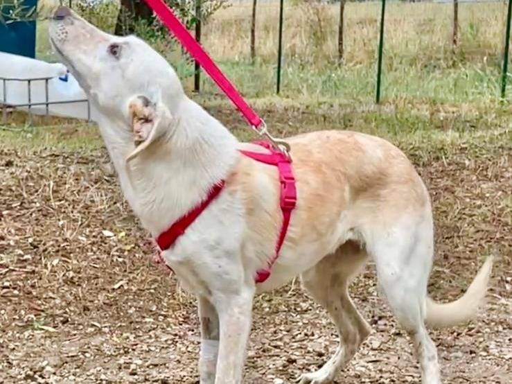 Adotta un cane, femmina, 7 mesi, Chieti