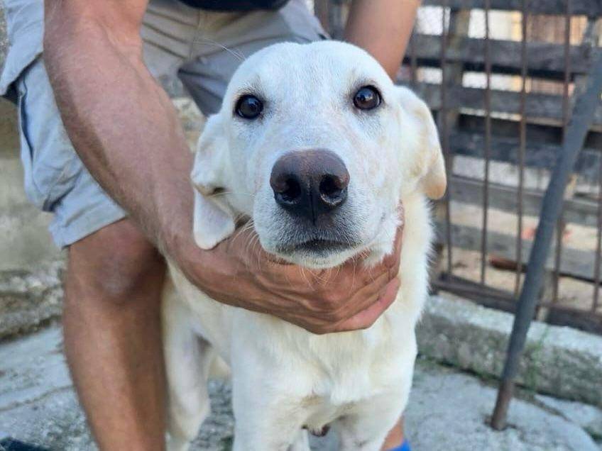 Adotta un cane, taglia media, femmina, Chieti