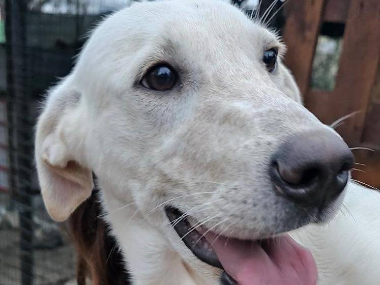 Vuoi adottare un cane a Chieti?