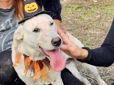Adotta il cane Camilla a Chieti