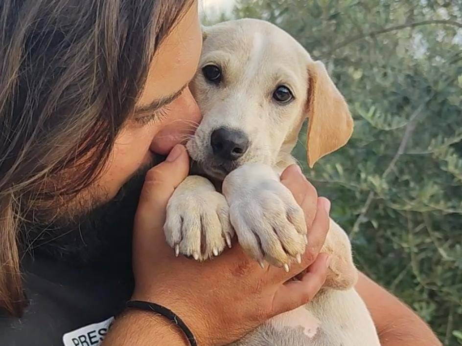 Adozione cane, maschio, Razza sconosciuta Razza sconosciuta, 2 mesi, taglia media, Palermo